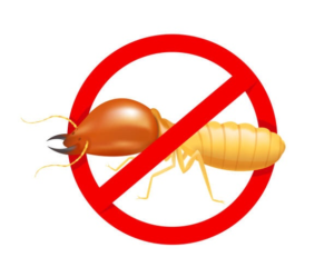 báo giá diệt mối tận gốc