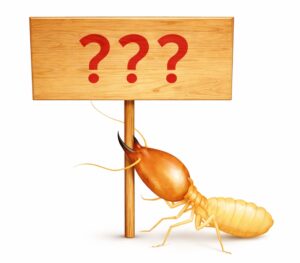 câu hỏi thường gặp về mối ở thái bình