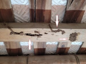 dịch vụ diệt mối thái bình-dấu hiệu nhận biết mối