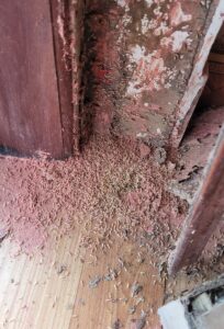 cho mối ăn thuốc sinh học-diệt mối ở kiến xương