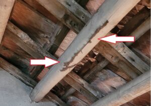 mối ăn cột kèo trên mái nhà từ bên trong