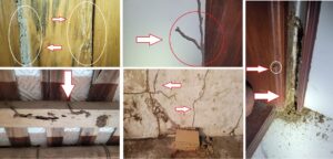 diệt mối ở thái bình-dấu hiệu sớm nhiều nhà bỏ qua