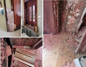 diệt mối tại quận 9-diệt mối theo quy trình sinh học