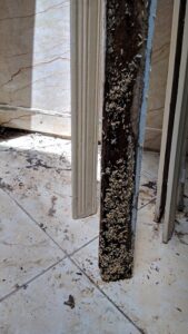 Mối đất xâm nhập nhà mới xây trên đất ruộng ở Thái Bình