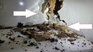 Sai lầm khi tự xử lý mối tại nhà ở Nam Định