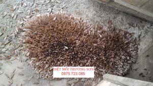 Mối cánh bay vào nhà tại Thái Bình báo hiệu nguy cơ tổ mối