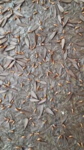 Mùa mối bắt đầu phát triển mạnh tại Thái Bình vào đầu mùa mưa